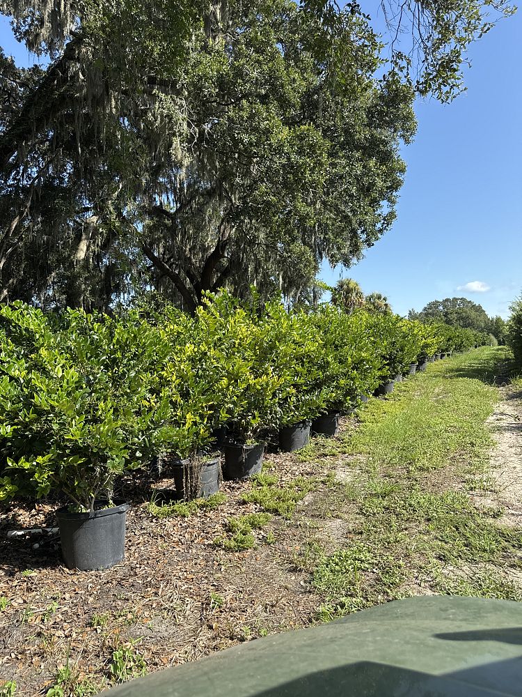 ligustrum-japonicum-japanese-privet-wax-leaf-ligustrum
