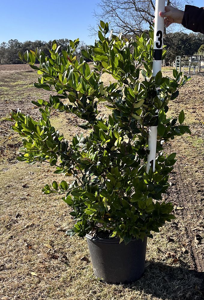 ligustrum-japonicum-japanese-privet-wax-leaf-ligustrum