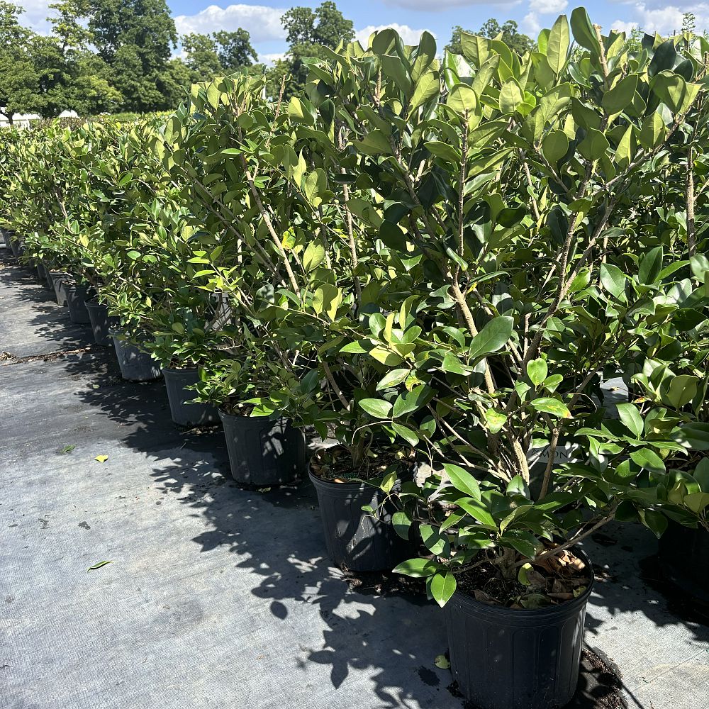 ligustrum-japonicum-japanese-privet-wax-leaf-ligustrum