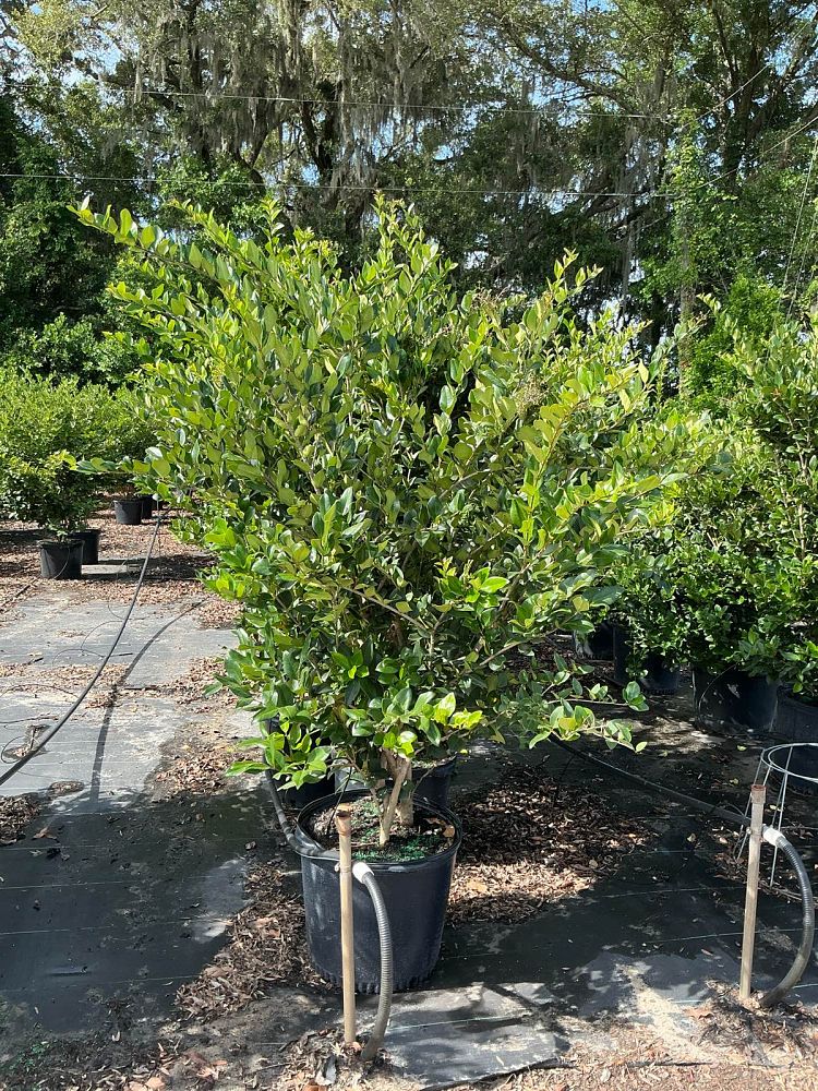 ligustrum-japonicum-japanese-privet-wax-leaf-ligustrum