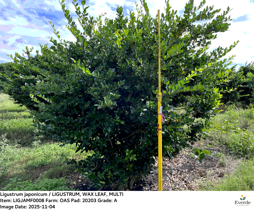 ligustrum-japonicum-japanese-privet-wax-leaf-ligustrum
