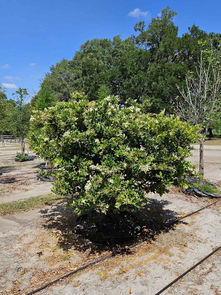 ligustrum-japonicum-japanese-privet-wax-leaf-ligustrum