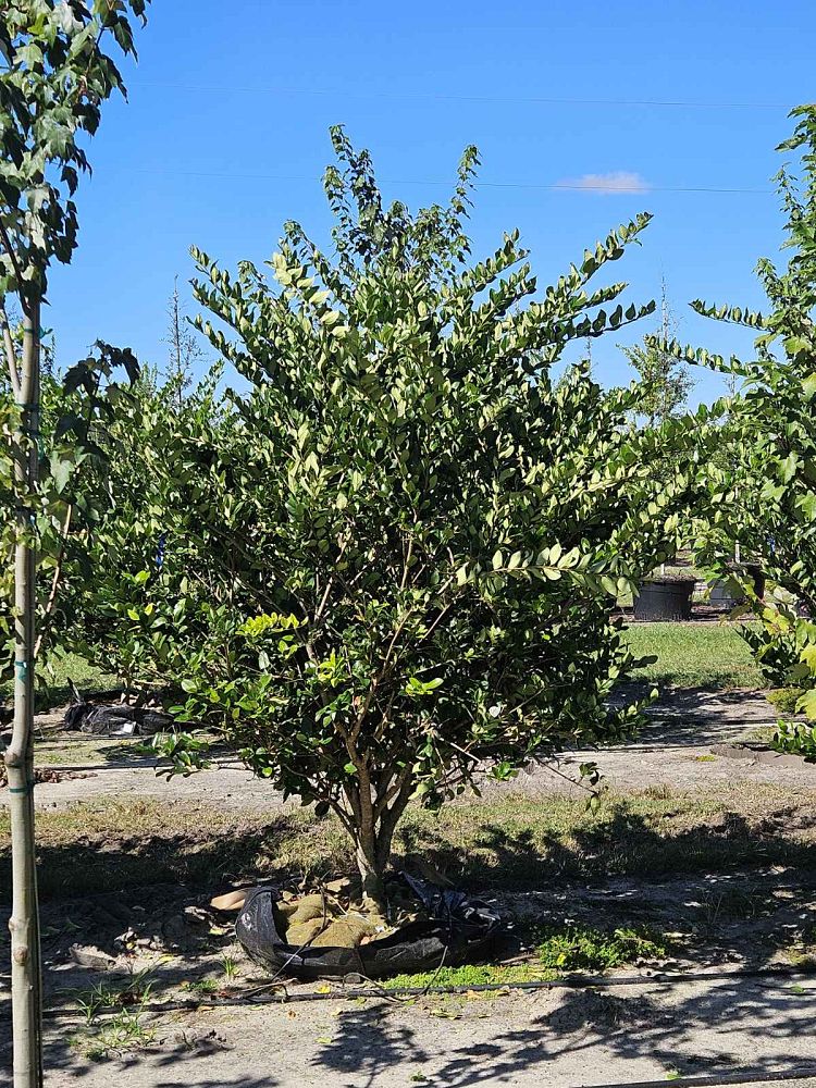 ligustrum-japonicum-japanese-privet-wax-leaf-ligustrum