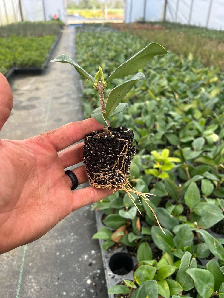 ligustrum-japonicum-japanese-privet-wax-leaf-ligustrum