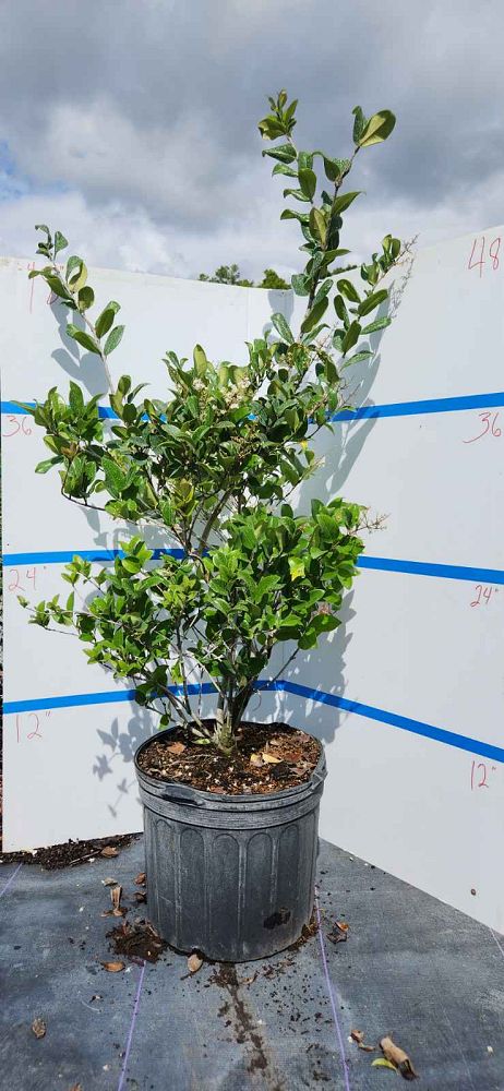 ligustrum-japonicum-japanese-privet-wax-leaf-ligustrum