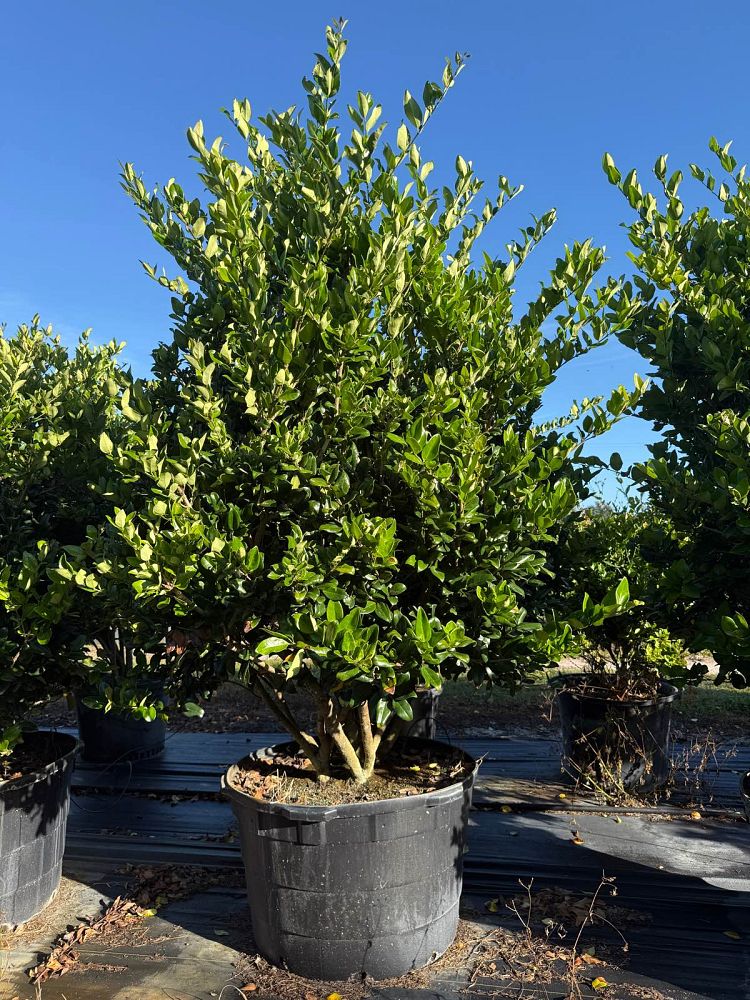 ligustrum-japonicum-japanese-privet-wax-leaf-ligustrum