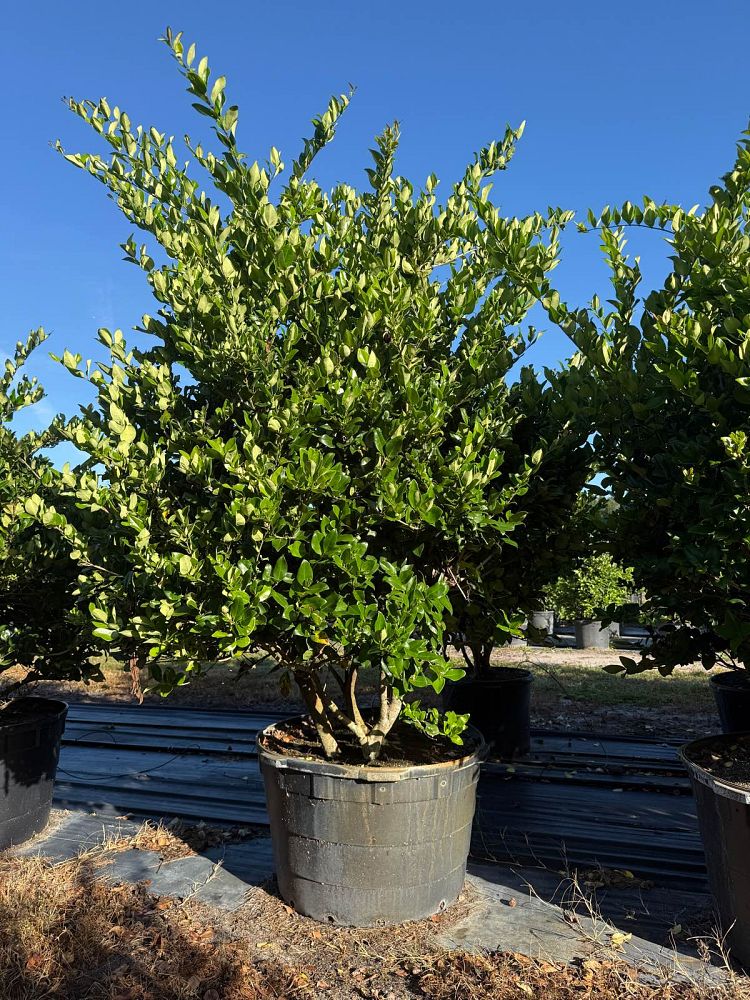 ligustrum-japonicum-japanese-privet-wax-leaf-ligustrum
