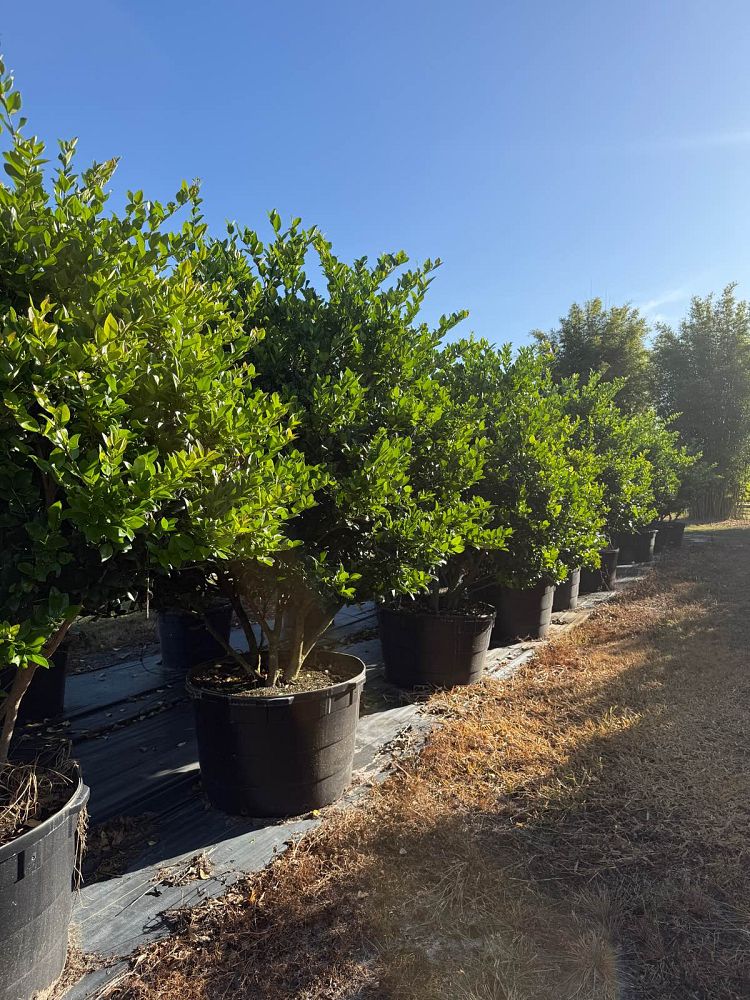 ligustrum-japonicum-japanese-privet-wax-leaf-ligustrum