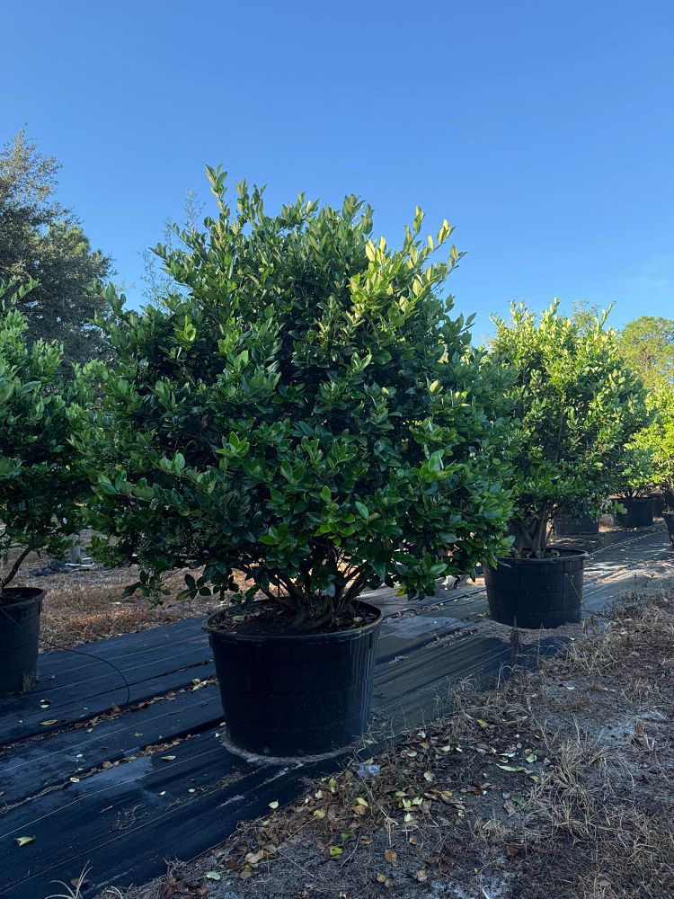 ligustrum-japonicum-japanese-privet-wax-leaf-ligustrum