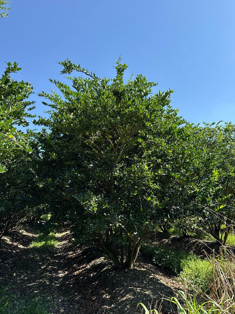ligustrum-japonicum-japanese-privet-wax-leaf-ligustrum