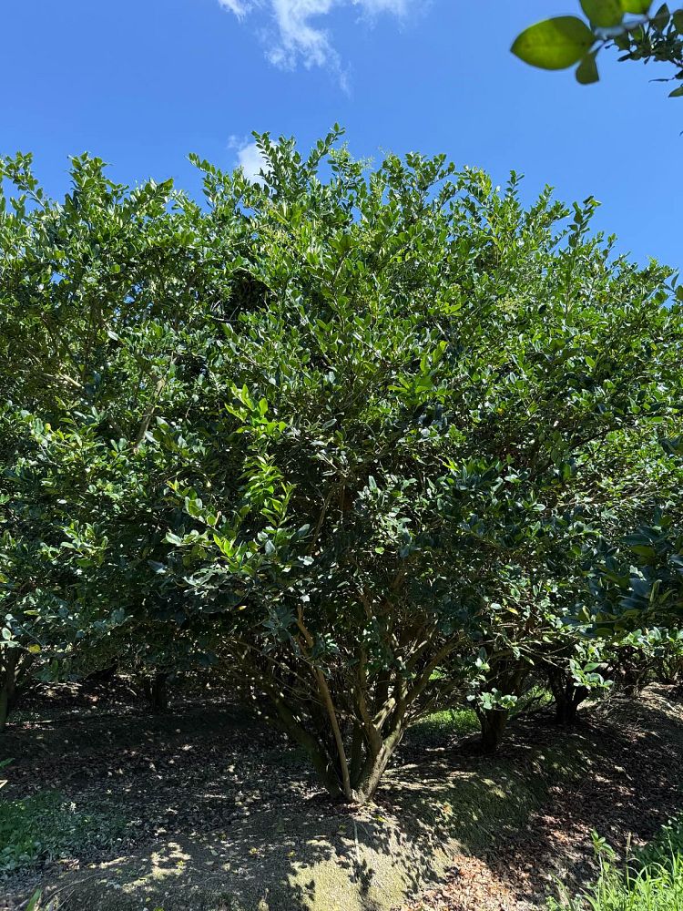 ligustrum-japonicum-japanese-privet-wax-leaf-ligustrum