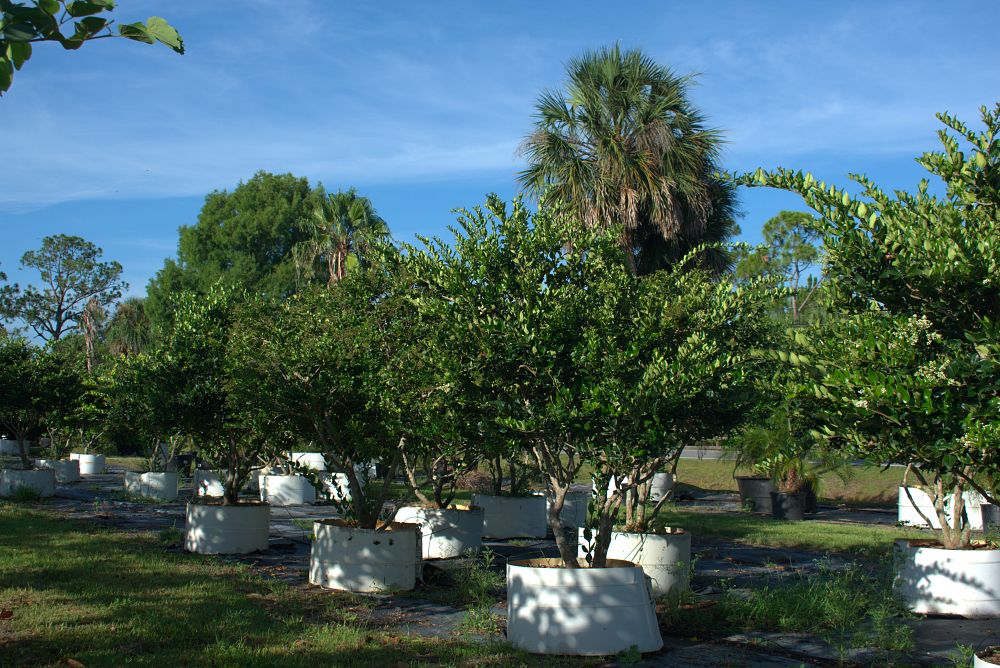 ligustrum-japonicum-japanese-privet-wax-leaf-ligustrum