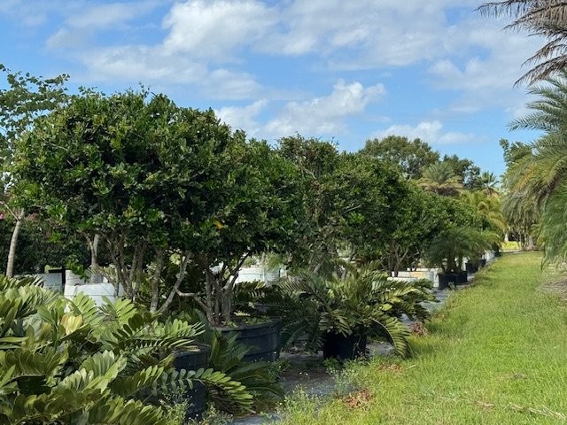 ligustrum-japonicum-japanese-privet-wax-leaf-ligustrum