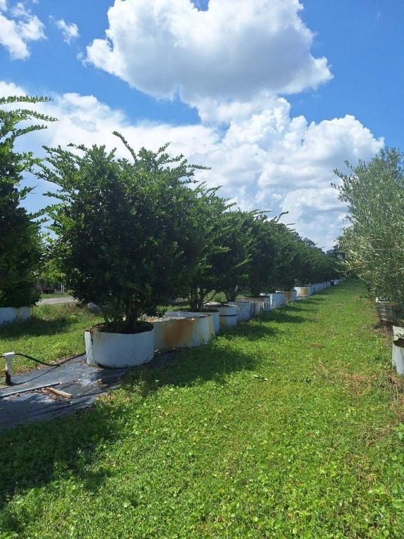 ligustrum-japonicum-japanese-privet-wax-leaf-ligustrum