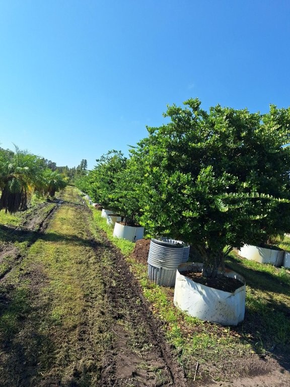 ligustrum-japonicum-japanese-privet-wax-leaf-ligustrum