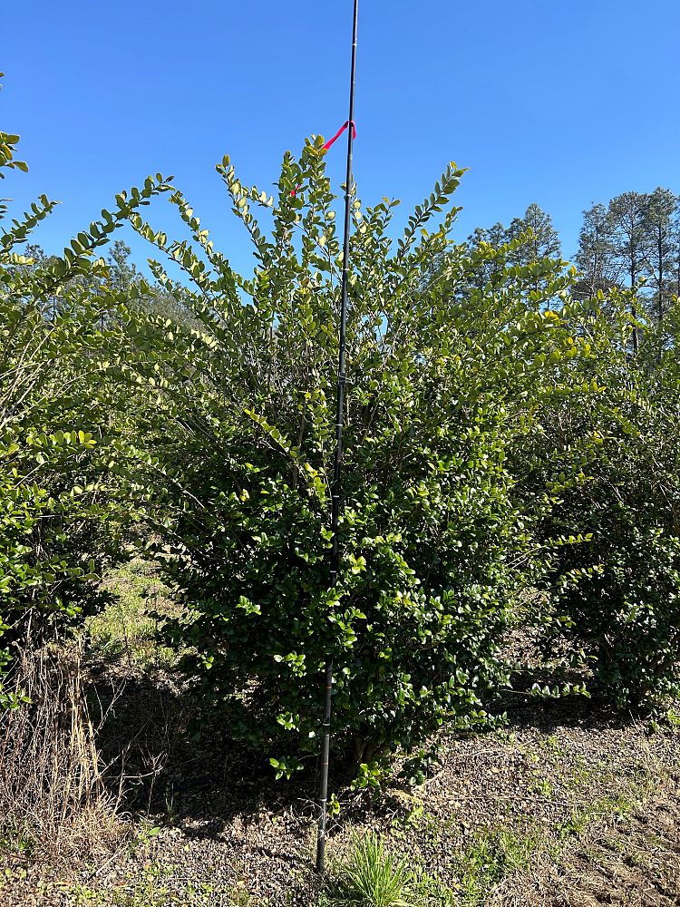 ligustrum-japonicum-japanese-privet-wax-leaf-ligustrum