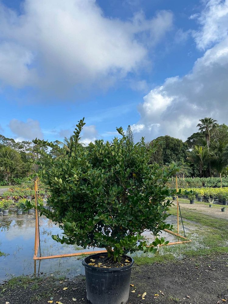 ligustrum-japonicum-japanese-privet-wax-leaf-ligustrum