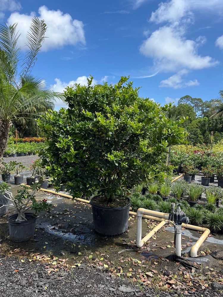 ligustrum-japonicum-japanese-privet-wax-leaf-ligustrum