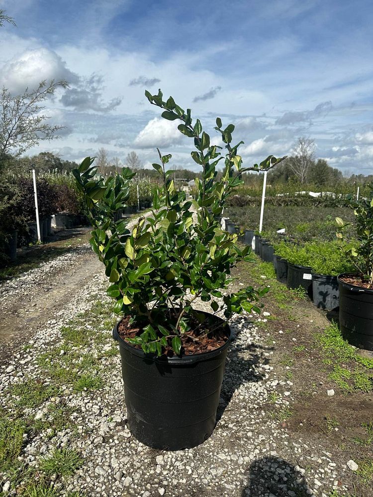 ligustrum-japonicum-japanese-privet-wax-leaf-ligustrum