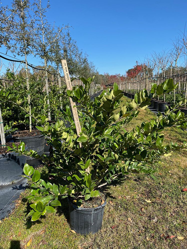 ligustrum-japonicum-japanese-privet-wax-leaf-ligustrum