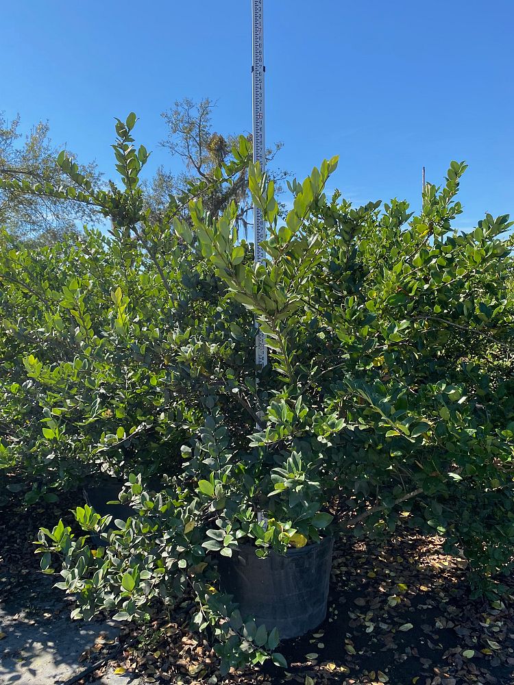 ligustrum-japonicum-japanese-privet-wax-leaf-ligustrum