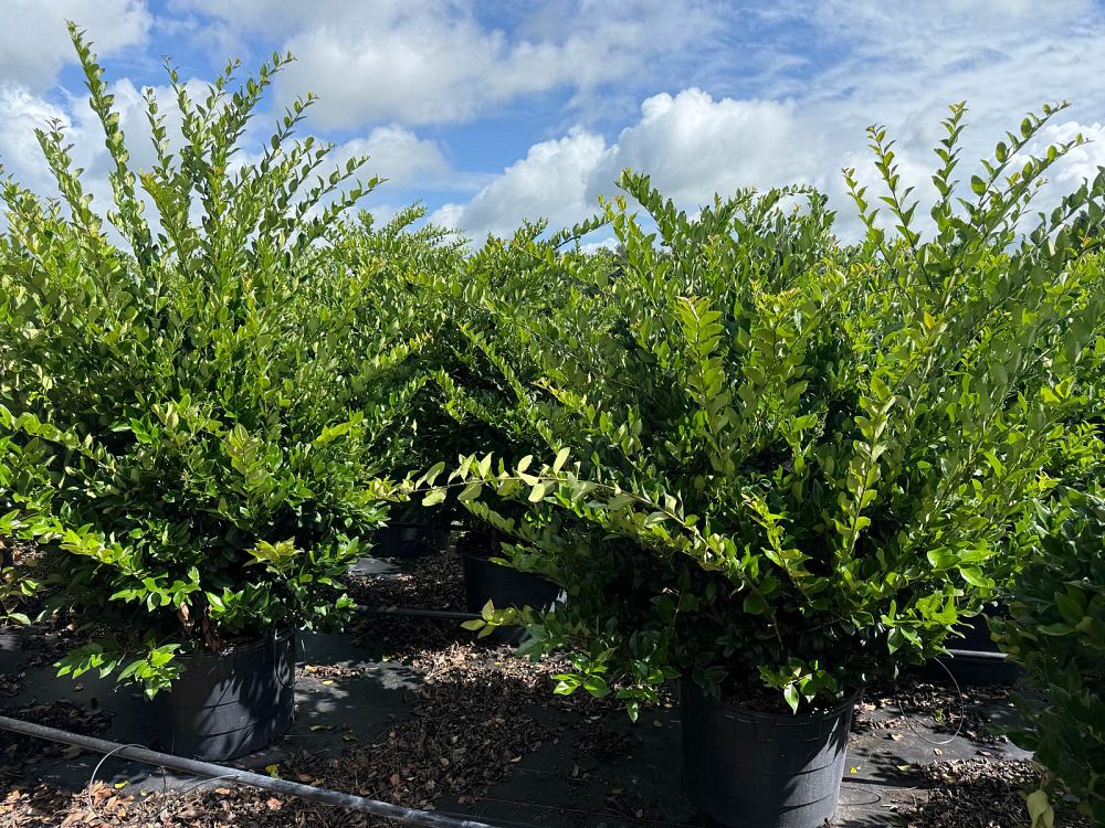 ligustrum-japonicum-japanese-privet-wax-leaf-ligustrum