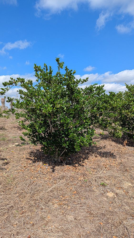 ligustrum-japonicum-japanese-privet-wax-leaf-ligustrum