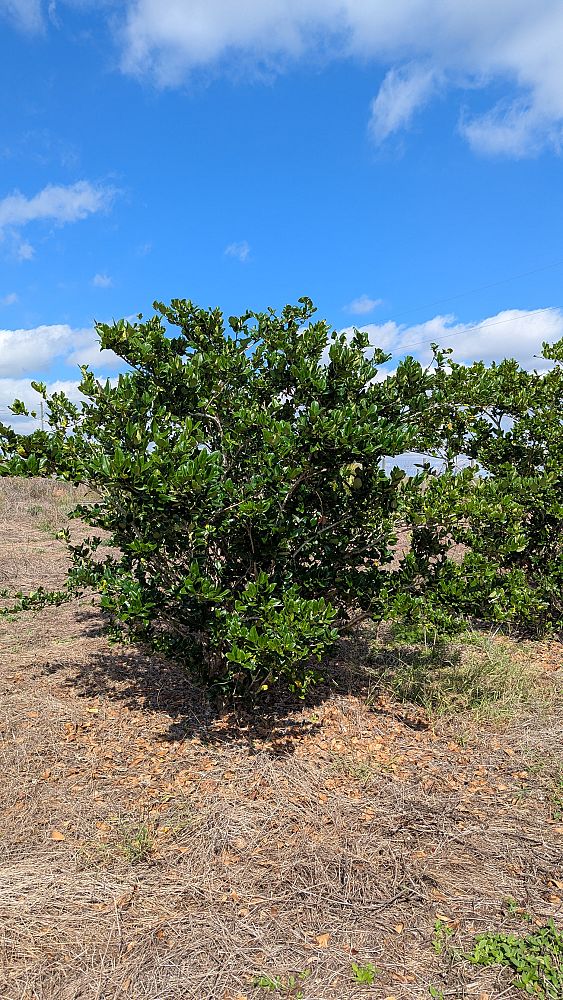 ligustrum-japonicum-japanese-privet-wax-leaf-ligustrum