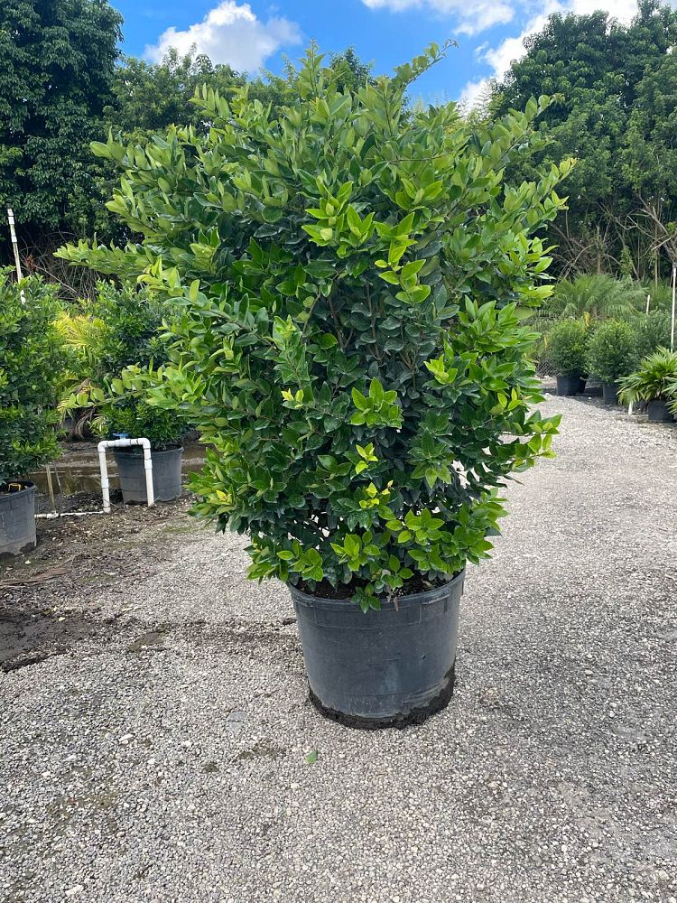 ligustrum-japonicum-japanese-privet-wax-leaf-ligustrum