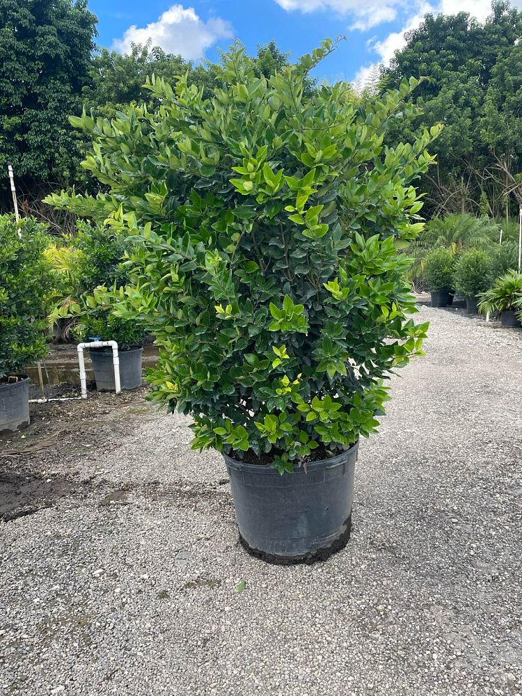 ligustrum-japonicum-japanese-privet-wax-leaf-ligustrum