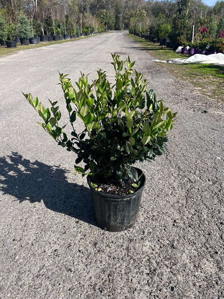 ligustrum-japonicum-japanese-privet-wax-leaf-ligustrum