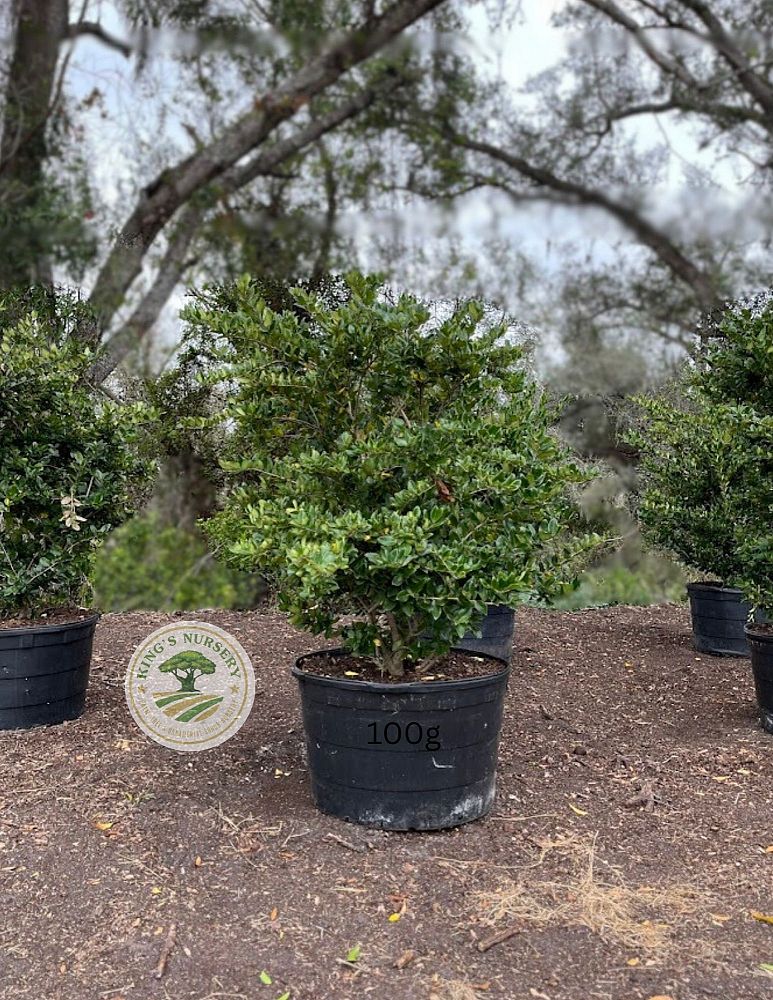 ligustrum-japonicum-japanese-privet-wax-leaf-ligustrum