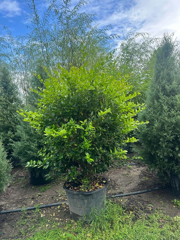 ligustrum-japonicum-japanese-privet-wax-leaf-ligustrum
