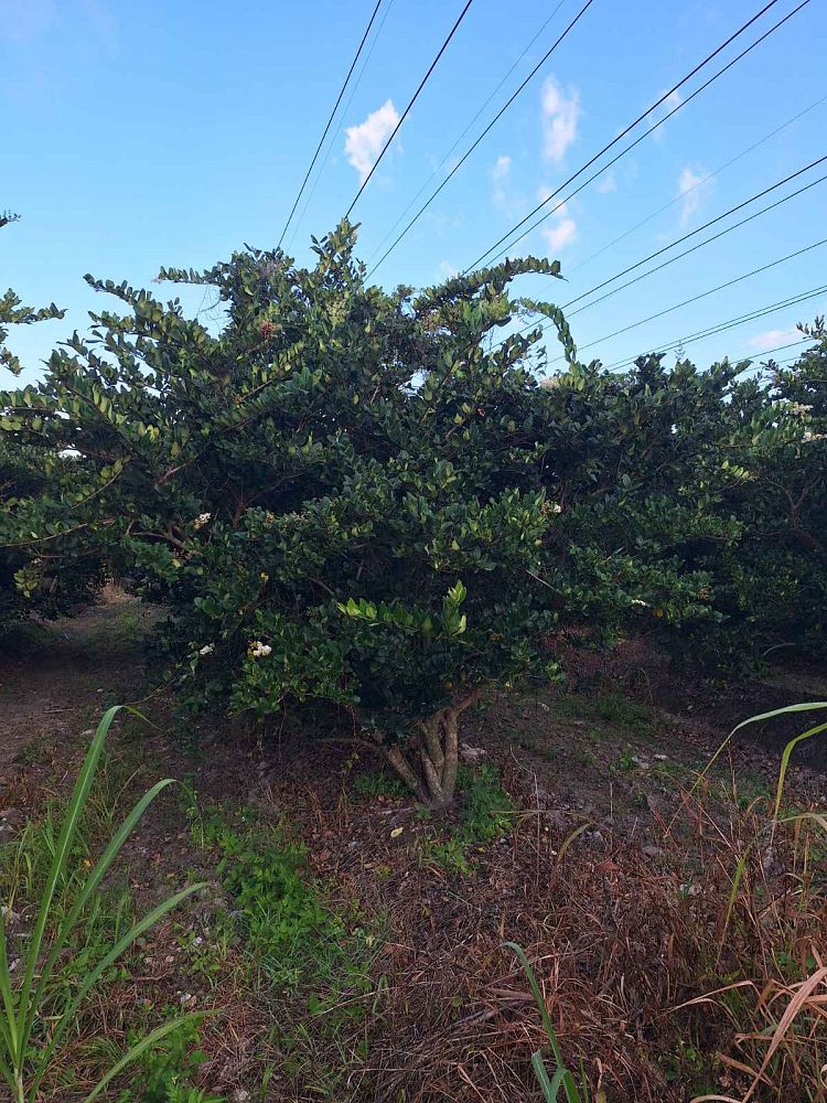 ligustrum-japonicum-japanese-privet-wax-leaf-ligustrum