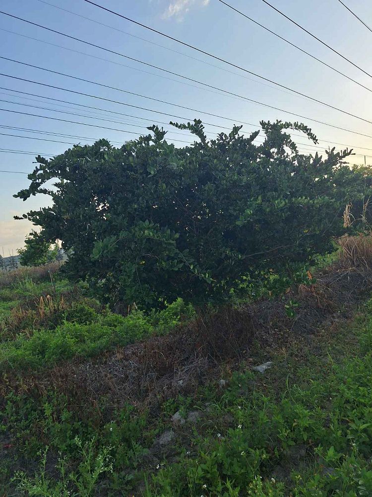 ligustrum-japonicum-japanese-privet-wax-leaf-ligustrum