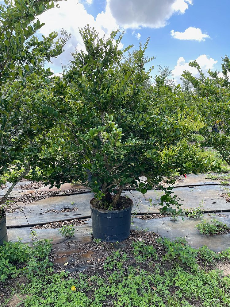 ligustrum-japonicum-japanese-privet-wax-leaf-ligustrum