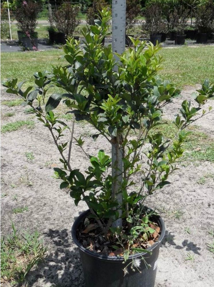 ligustrum-japonicum-japanese-privet-wax-leaf-ligustrum