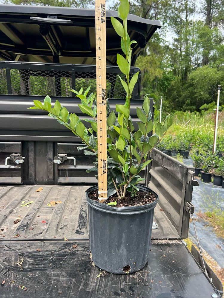 ligustrum-japonicum-japanese-privet-wax-leaf-ligustrum