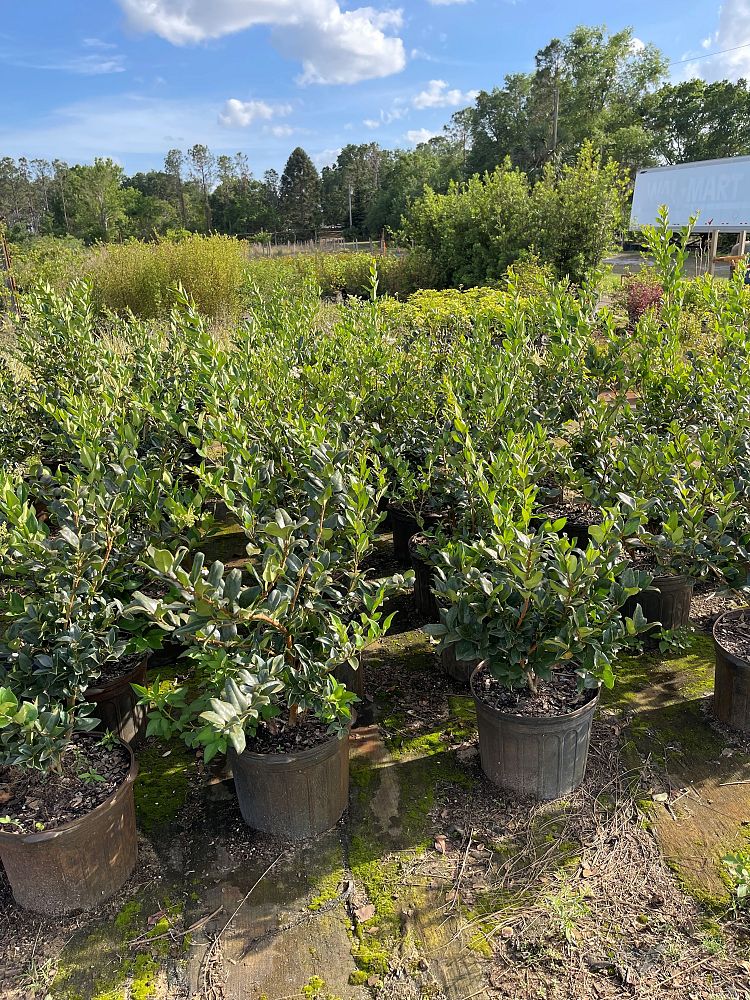 ligustrum-japonicum-japanese-privet-wax-leaf-ligustrum