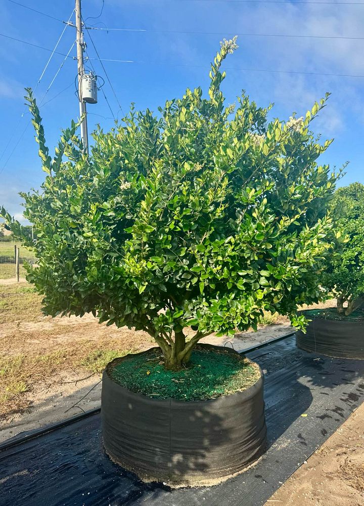 ligustrum-japonicum-japanese-privet-wax-leaf-ligustrum