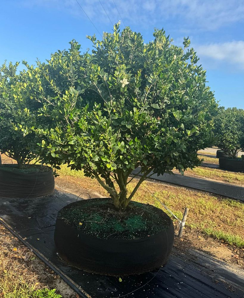 ligustrum-japonicum-japanese-privet-wax-leaf-ligustrum