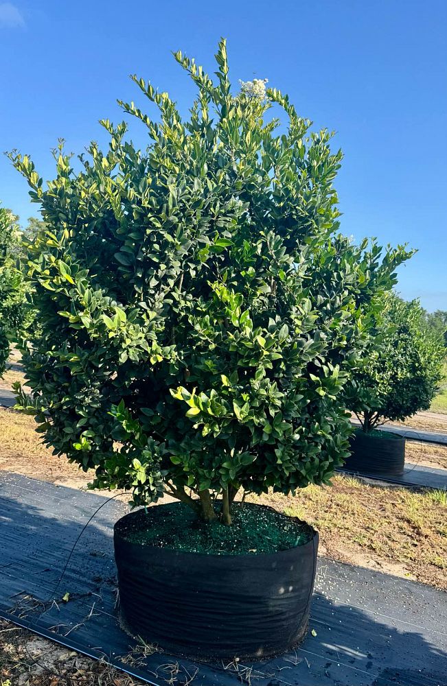 ligustrum-japonicum-japanese-privet-wax-leaf-ligustrum
