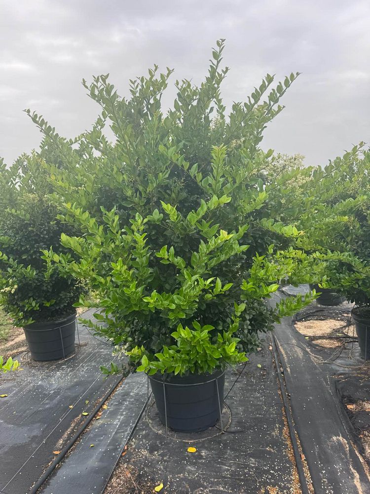 ligustrum-japonicum-japanese-privet-wax-leaf-ligustrum