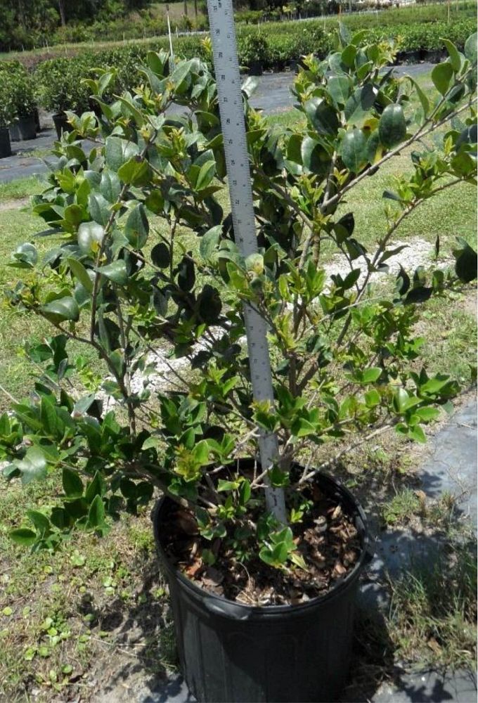 ligustrum-japonicum-japanese-privet-wax-leaf-ligustrum