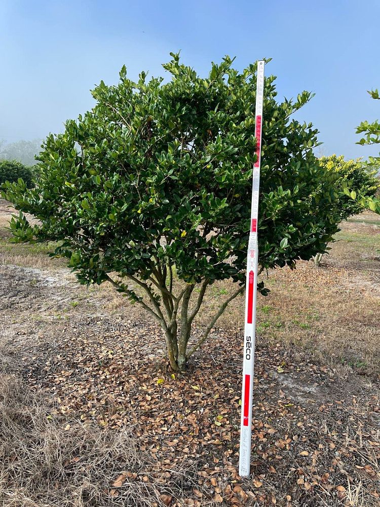 ligustrum-japonicum-japanese-privet-wax-leaf-ligustrum