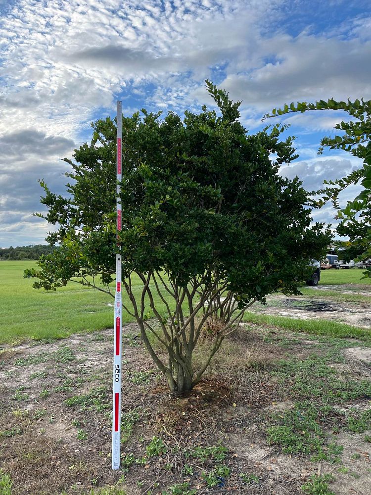 ligustrum-japonicum-japanese-privet-wax-leaf-ligustrum