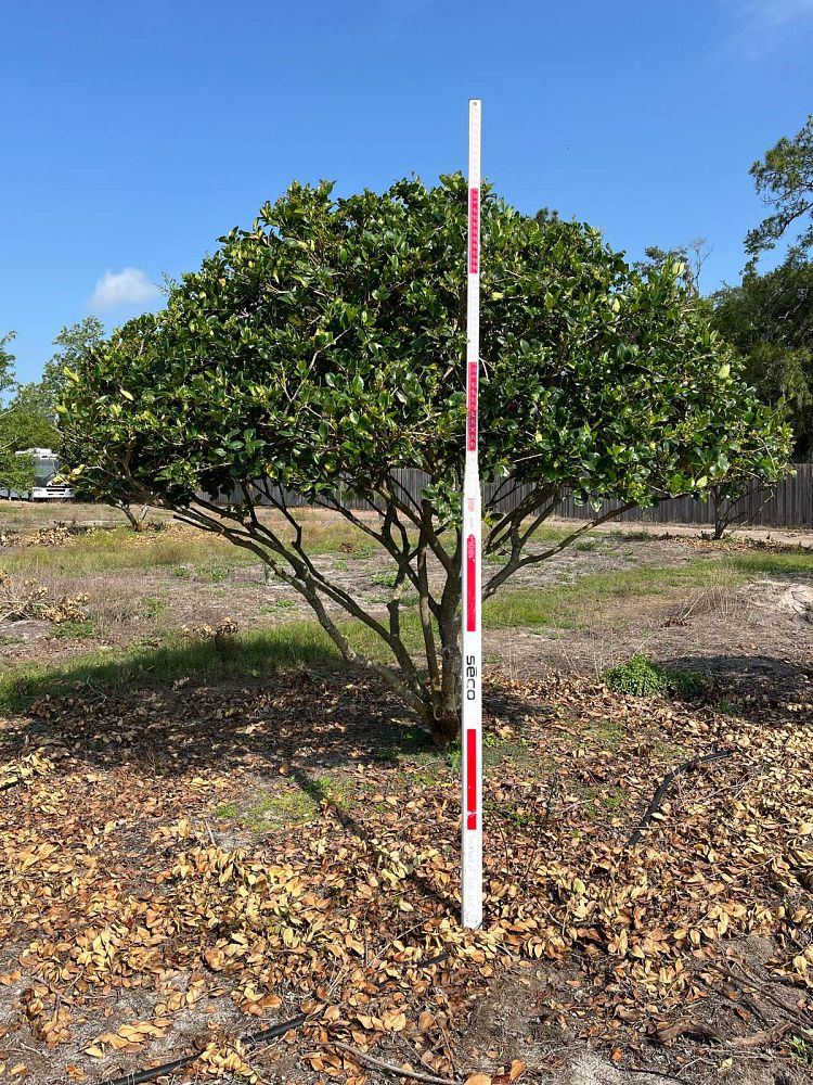 ligustrum-japonicum-japanese-privet-wax-leaf-ligustrum