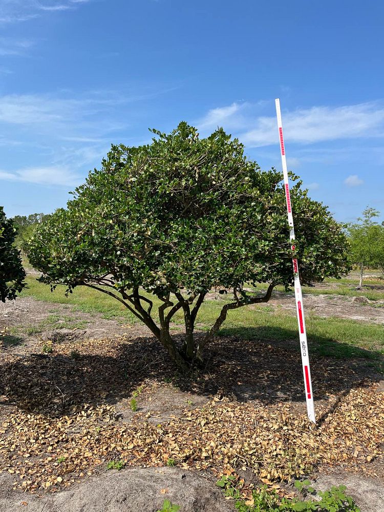 ligustrum-japonicum-japanese-privet-wax-leaf-ligustrum