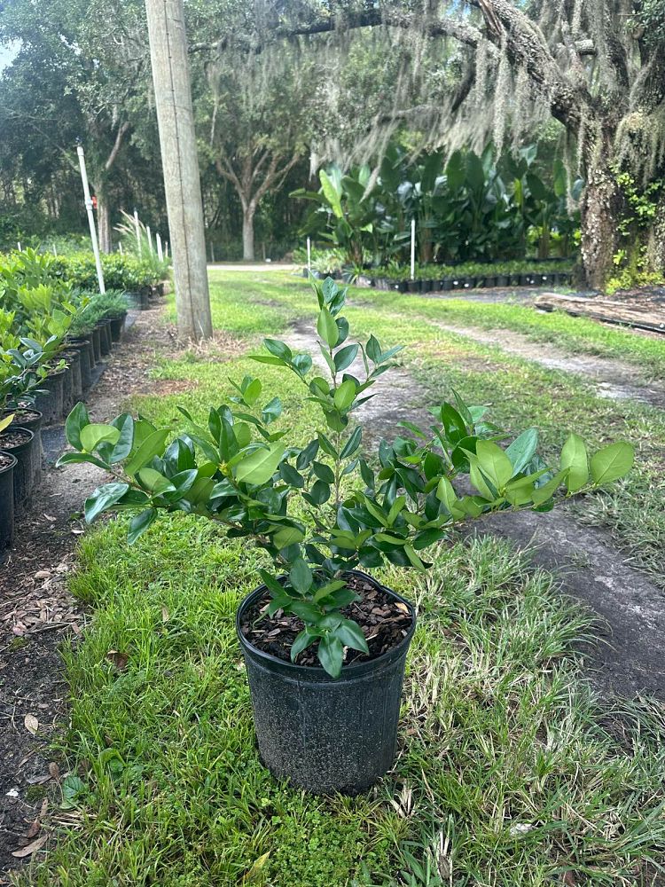 ligustrum-japonicum-japanese-privet-wax-leaf-ligustrum