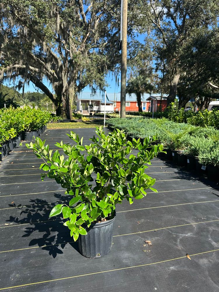 ligustrum-japonicum-japanese-privet-wax-leaf-ligustrum